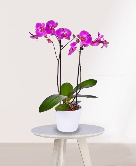 Orquídea Phalaenopsis Rosa en maceta de cerámica blanca sobre mesa pequeña